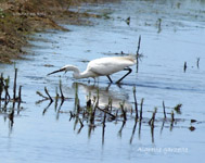 Aigrette garzette_4530.jpg